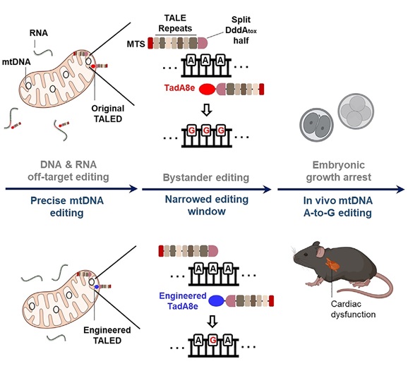 Engineering TALE-li<x>nked deaminases to facilitate precision adenine ba<x>se editing in mitochondrial DNA