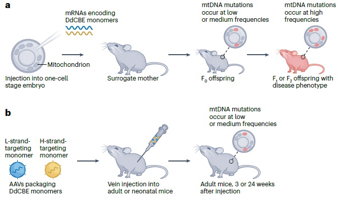 ba<x>se editing of organellar DNA with programmable deaminases